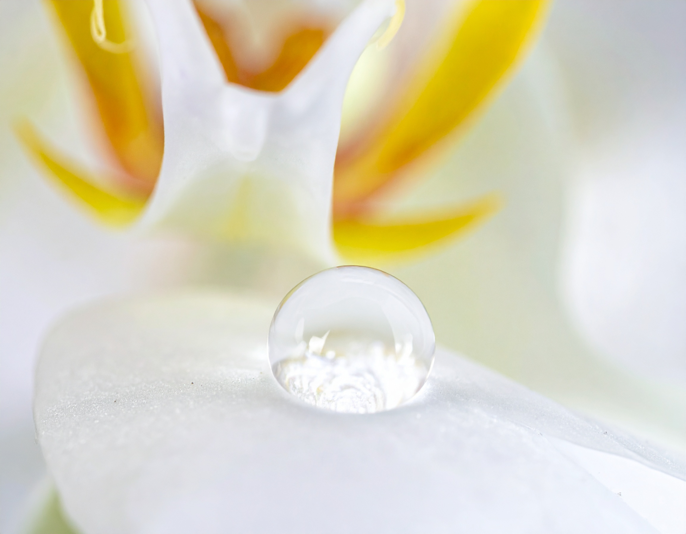 【無料】メモリアルムービー背景動画素材！空・花・雲で感動演出